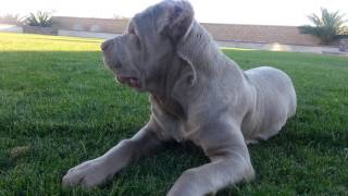 Cane corso 4 month old [upl. by Meeharbi889]