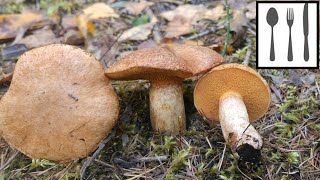 Maślak trydencki Suillus tridentinus [upl. by Onitselec]