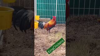 King of Chickens 🐓  Bhanga Dene Wala Moment homehenmoments funnyanimals sabongmanok sabong [upl. by Ginzburg]