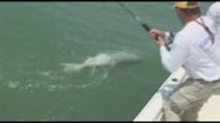 Sanibel Tarpon Tango Florida Tarpon Fishing Trips Charters [upl. by Gene271]