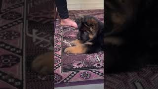 German shepherd puppy shorts ytshorts puppy [upl. by Eerdna]