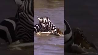 Zebra’s Miraculous Escape from Crocodile and HippoInfested Swamp shorts wildlife [upl. by Inimak827]