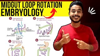 midgut rotation embryology  rotation of midgut embryology  development of midgut embryology [upl. by Starobin]