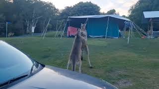 Savage Kangaroo Fight [upl. by Khalsa]