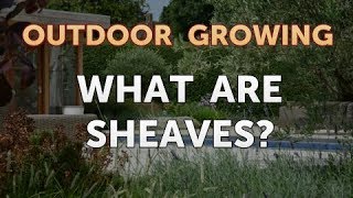 What Are Sheaves [upl. by Adilen874]