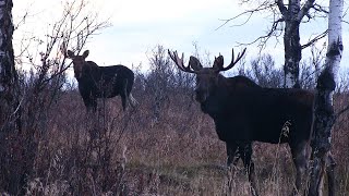 Cant see this at home Bull moose x3 [upl. by Ilrebma]