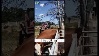 How a Forklift Saved This Cows Life in the Most Unexpected Way shorts short [upl. by Lewes899]