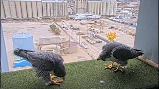 Valley power plant peregrines bonding 3Nov2024 [upl. by Carlock870]