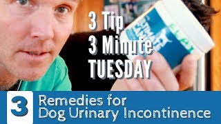 3 Minute 3 Tip Tuesday Remedies for Dog Incontinence [upl. by Lyndel]