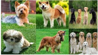 List of 30 Popular Dog Breeds name and English dog name and pictures [upl. by Fitting42]