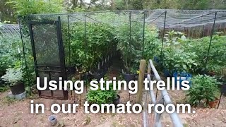 How we trellis tomatoes using tomato clips and string in our tomato room [upl. by Helen368]