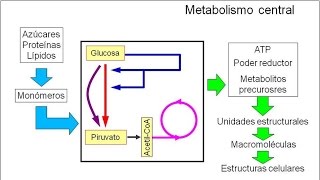 Metabolismo microbiano 02 Introducción Metabolismo central [upl. by Regen]