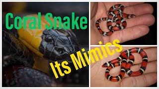 How to Tell the Difference Between the Coral Snake and its Mimics [upl. by Bloom]