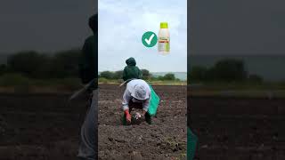 Which One is Best Insecticide Coragen VS Ampilgo insecticides farming abdullahawais coragen [upl. by Aicemat]