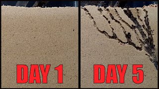 Sand ant farm V20  ants digging tunnels time lapse 4k greentimelapse gtl timelapse [upl. by Ennylcaj]