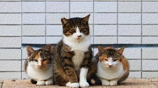 まるで“猫会議”をしているみたい？ 偶然集まった「3匹の猫たち」の交流が可愛すぎる [upl. by Caruso]