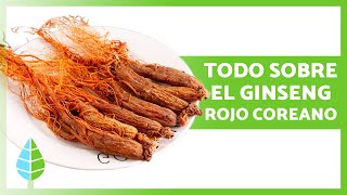 BENEFICIOS del GINSENG ROJO COREANO 🌿❤️ Propiedades Cómo Tomarlo y Contraindicaciones [upl. by Maillw]