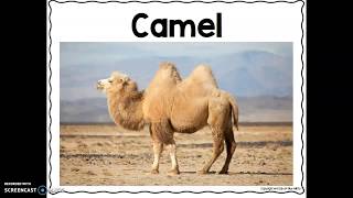 Camel adaptations [upl. by Assenad]