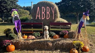 3yo Soft Coated Wheaten Terrier Abby Community K9  Best Dog Trainers in Florida [upl. by Yur]