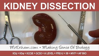 Kidney Dissection  GCSE A Level IB [upl. by Retnyw]