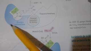 BIOSINTESIS DE ACIDOS GRASOS parte 2 [upl. by Nahum266]