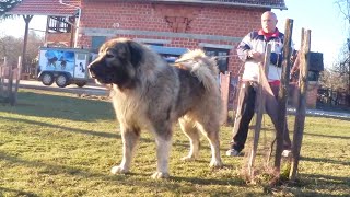 103 KILOGRAMS DOG dog pets animals doglover jozodogs caucashianshepherd puppy nature [upl. by Adoree]