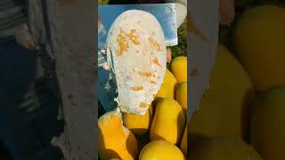 Sweet Mango 🥭🥭 harvesting in our Garden  Amazing Mango Fruits satisfying mango youtubeshorts [upl. by Annij975]