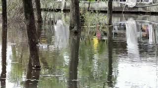 Dollywood Flooding Guests Caught in Chaos 2024 07 29 [upl. by Salas969]