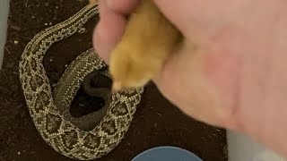 Live Feeding video Neotropical Rattlesnake eats live chicken Viewers discretion advised [upl. by Shenan]