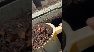 Getting Started with Vermicomposting [upl. by Reaht]