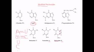 Modified nucleosides in RNA [upl. by Nahej]