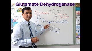 Glutamate Dehydrogenase Reaction Oxidative Deamination of Glutamate [upl. by Adnohsat]