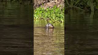 Giant Otter eating part 2 [upl. by Caspar51]