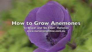 How to Plant Anemone BulbsCorms  St Brigid and De caen varieties [upl. by Cacia]