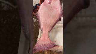 halibut flatfish fish fishing fishingboat norway bigfish norwegian trawler lifeatsea fory [upl. by Eimme]