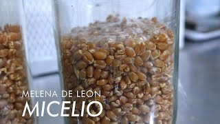 Micelio de melena de león Para iniciar con el cultivo de Hericium erinaceus [upl. by Anwahsad448]