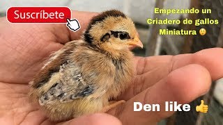 Empezando el criadero de gallos miniatura o kikirikis [upl. by Nereil900]