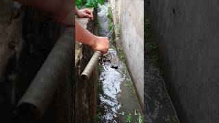 Mancing Di Pinggir Jalan raya dapat ikan korban banjir [upl. by Yks403]