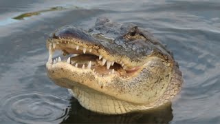 Closeup of Alligator Chewing [upl. by Packer334]