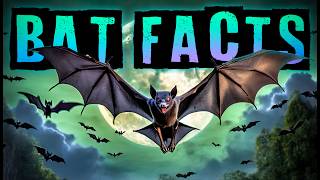 Bat Facts [upl. by Thierry]