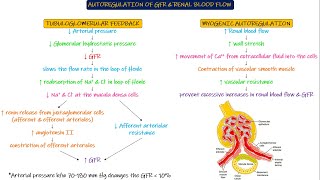 Autoregulation of GFR amp Renal Blood Flow Chapter 27 part 6 Guyton and Hall Physiology [upl. by Nuahsyar275]