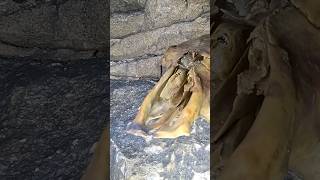 Dog Skull And Collar Found Down A 100FT Deep Cave [upl. by Vasilek]