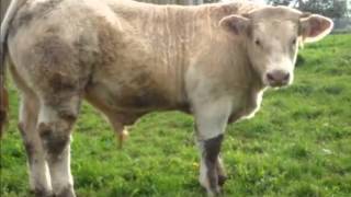 Vente promotionnelle dans les élevages Bovins Charolais de Côte dOr [upl. by Scales]