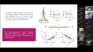 Titin activates myosin filaments in skeletal muscle by switching from a spring to a rectifier [upl. by Atirehgram]