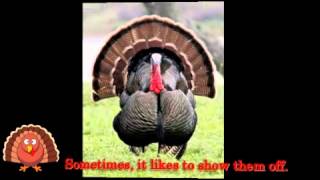 A Turkey Song with the words  quotI See a Turkeyquot for Thanksgiving  quotGobble gobblequot [upl. by Ettelorahc]