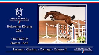 Holsteiner Körlot 2021  Nr 46 v Larimar  Clarimo  Contago  Caletto II [upl. by Allx]