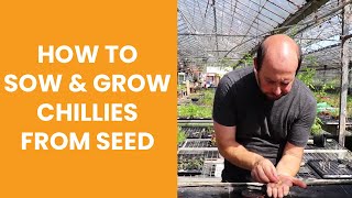 How to sow amp grow chillies from seed [upl. by Tirma495]