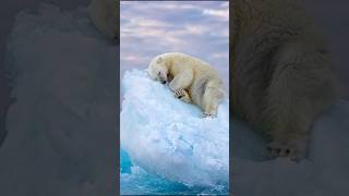 Polar Bear on Thin Ice A Glimpse of Survival animals [upl. by Eaves]