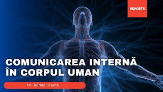 Comunicarea internă în corpul uman [upl. by Nwhas]