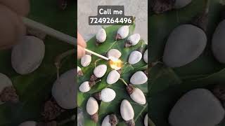 white bhilawa tree rare lave palnt 7249264496 [upl. by Rab]